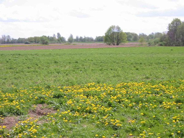 Landschaft1